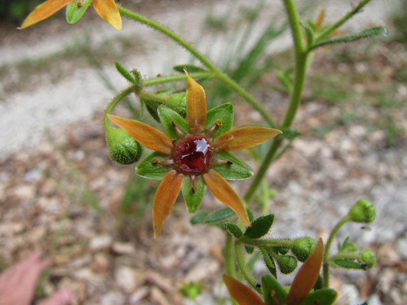 Saxifraga mutata / Sassifraga mutata